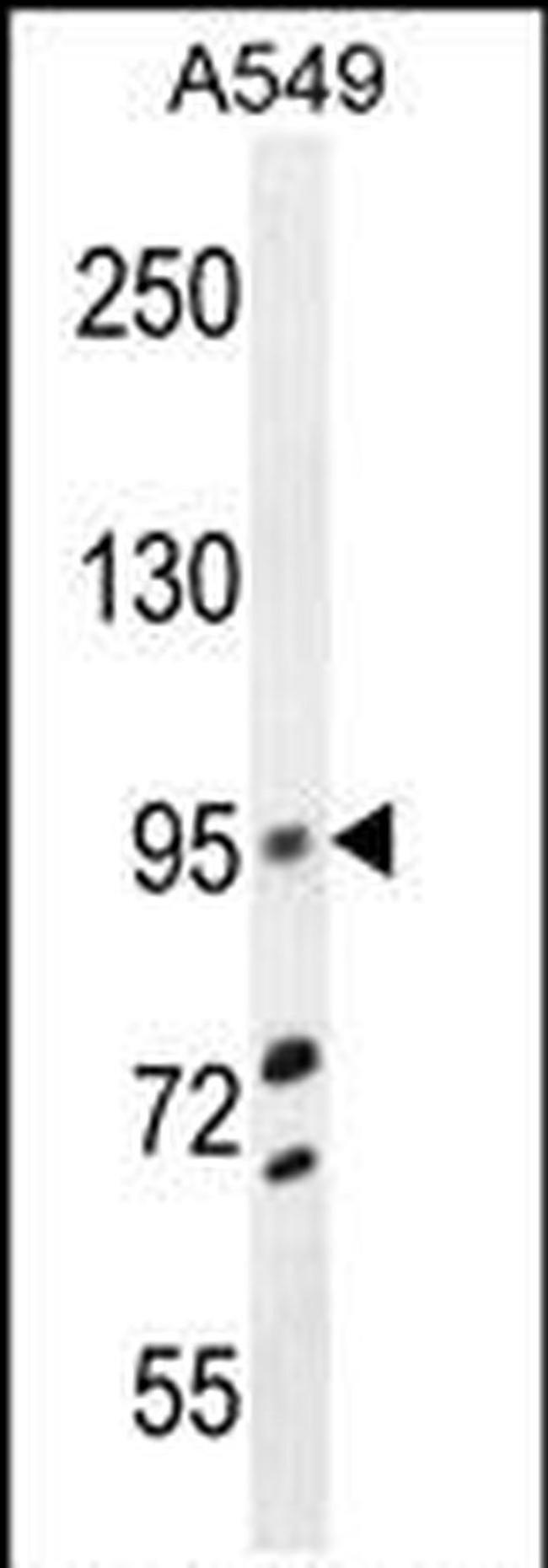 TRIM9 Antibody in Western Blot (WB)