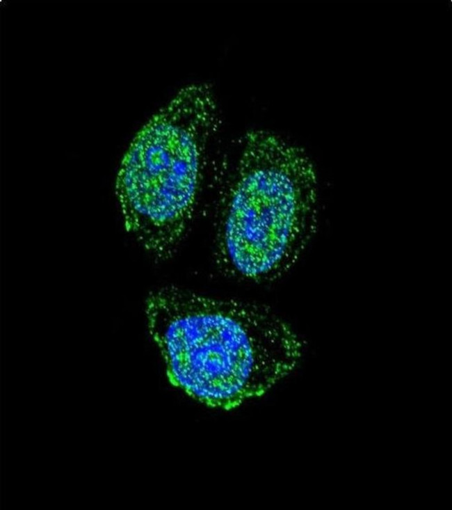 IL17B Antibody in Immunocytochemistry (ICC/IF)