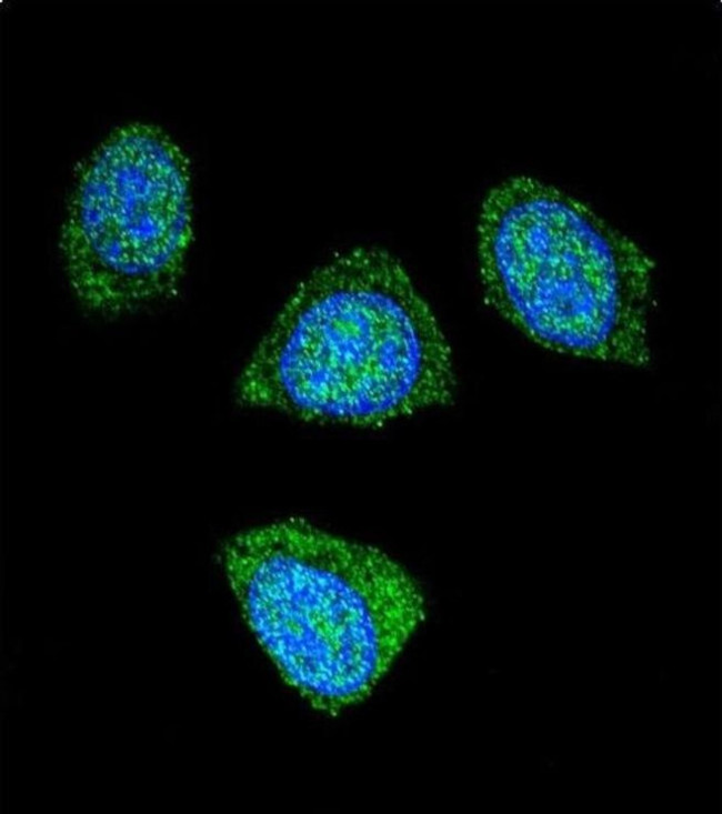 PDE3B Antibody in Immunocytochemistry (ICC/IF)