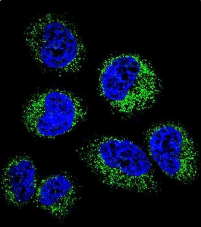 GGH Antibody in Immunocytochemistry (ICC/IF)
