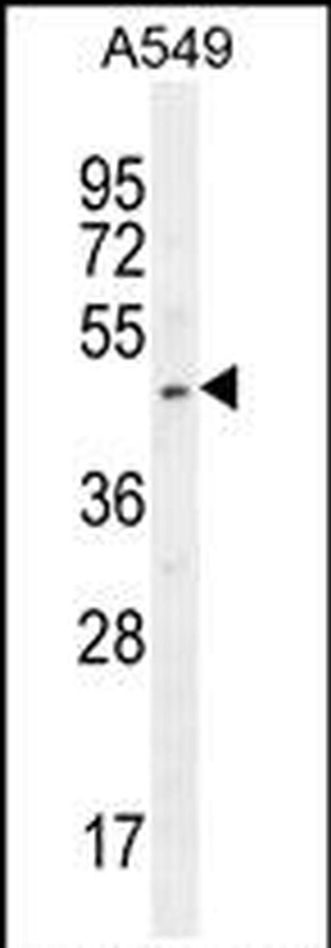 SOX3 Antibody in Western Blot (WB)