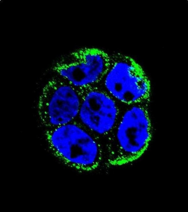 VILL Antibody in Immunocytochemistry (ICC/IF)