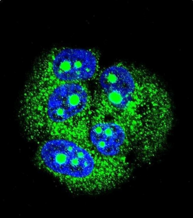 MBD3L3 Antibody in Immunocytochemistry (ICC/IF)
