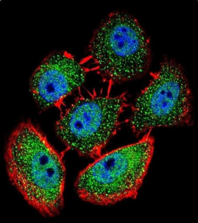 SPECC1L Antibody in Immunocytochemistry (ICC/IF)