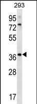 OR6X1 Antibody in Western Blot (WB)