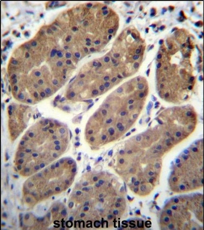 TMEM181 Antibody in Immunohistochemistry (IHC)