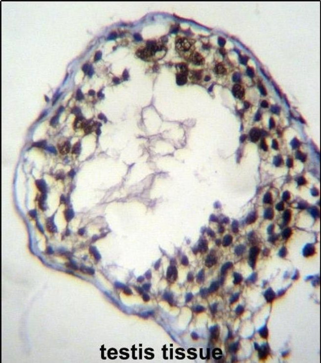 CFAP69 Antibody in Immunohistochemistry (IHC)