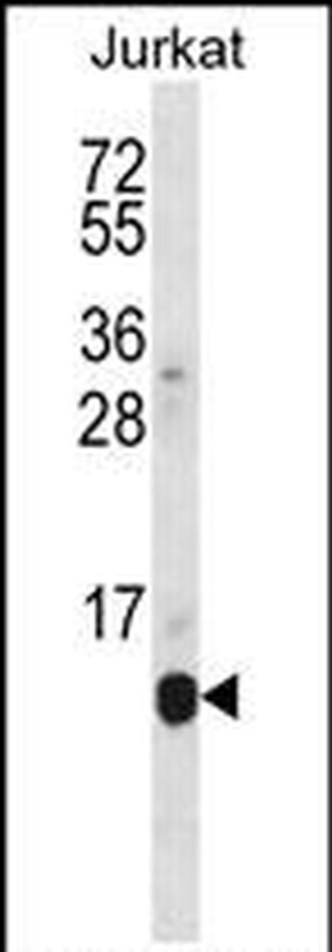 POLR2G Antibody in Western Blot (WB)