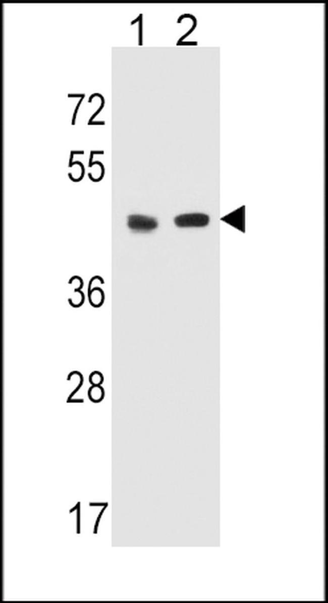 HTR4 Antibody in Western Blot (WB)