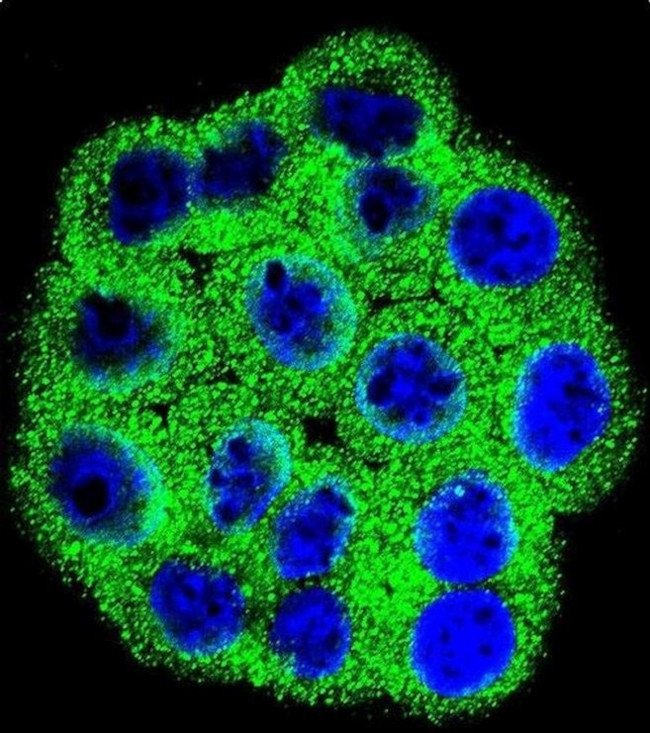 CDKN2B Antibody in Immunocytochemistry (ICC/IF)