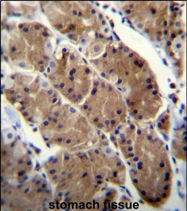 MLNR Antibody in Immunohistochemistry (IHC)