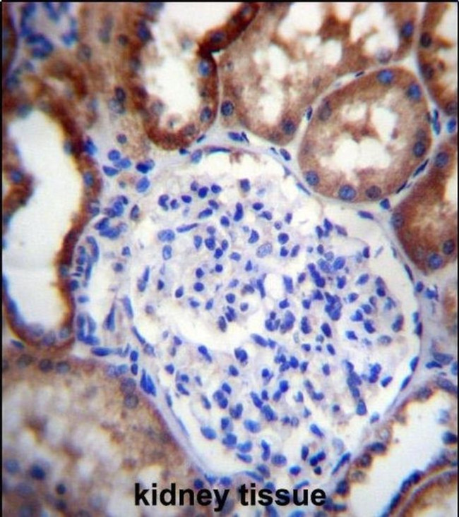 LINGO4 Antibody in Immunohistochemistry (IHC)