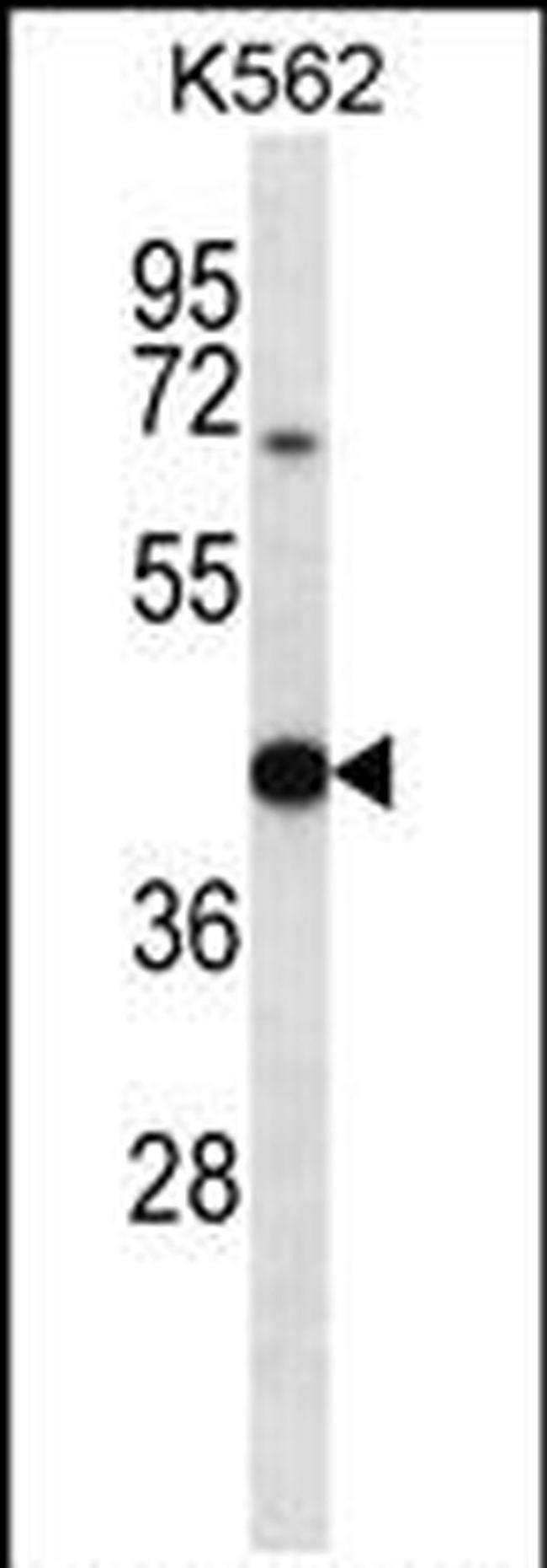 OXA1L Antibody in Western Blot (WB)