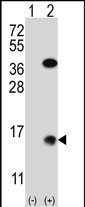 SUMO2 Antibody in Western Blot (WB)