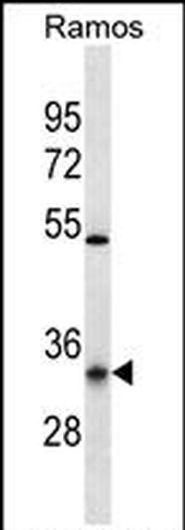 OR10G9 Antibody in Western Blot (WB)