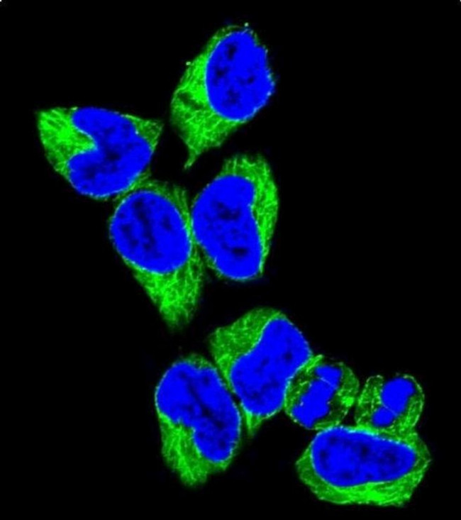 GNAS Antibody in Immunocytochemistry (ICC/IF)