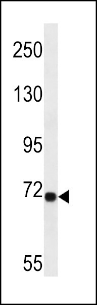 LRP10 Antibody in Western Blot (WB)