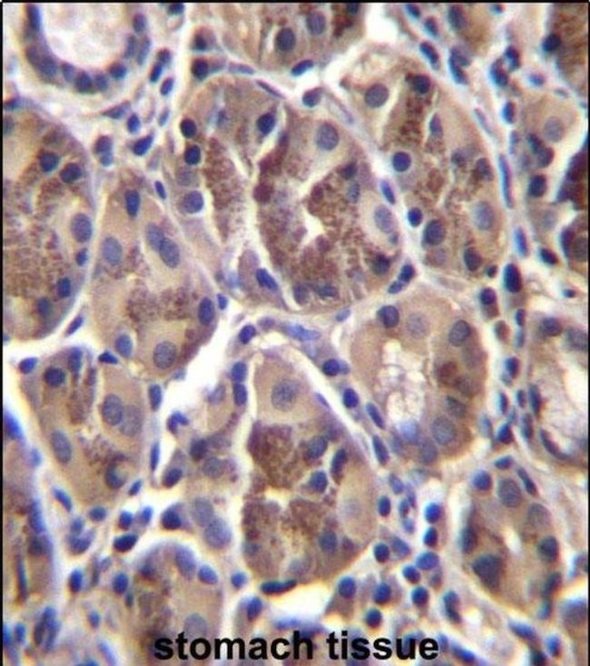 AMELX Antibody in Immunohistochemistry (IHC)