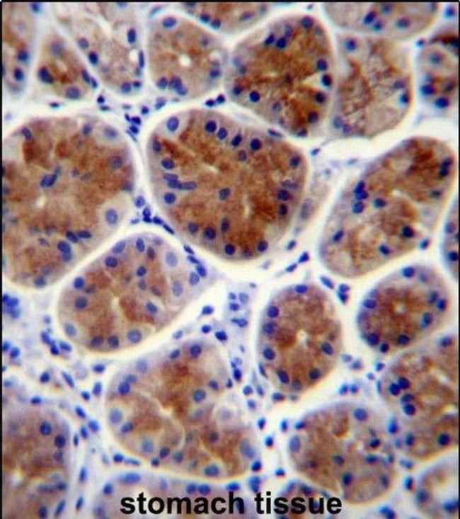 TFCP2L1 Antibody in Immunohistochemistry (IHC)