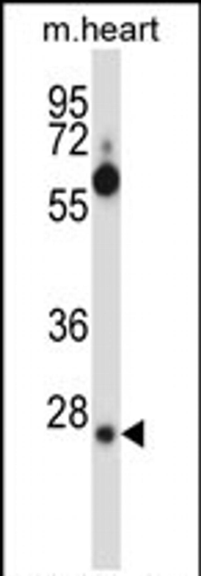 SRSF8 Antibody in Western Blot (WB)