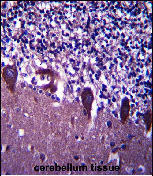 TLE6 Antibody in Immunohistochemistry (Paraffin) (IHC (P))