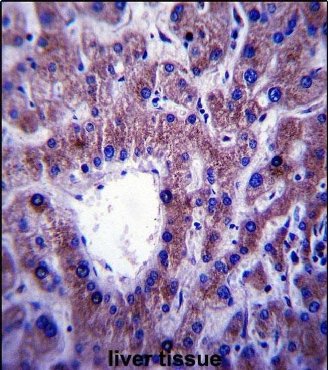 CNIH1 Antibody in Immunohistochemistry (IHC)