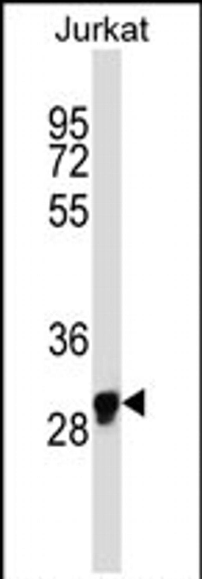 OR1N1 Antibody in Western Blot (WB)