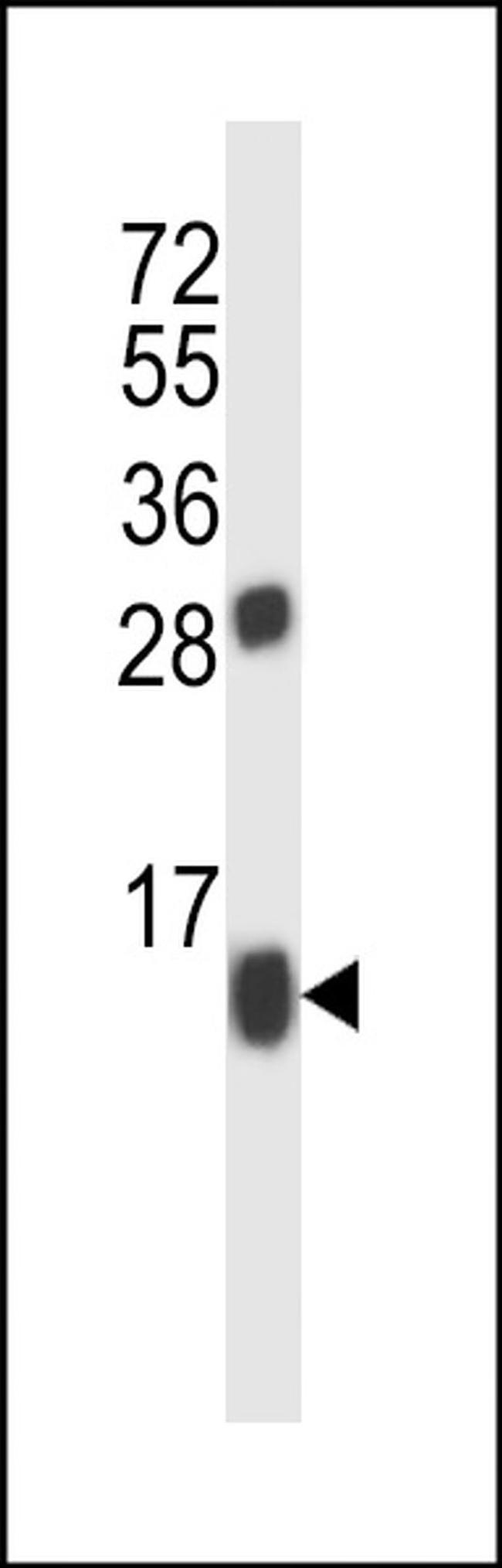 BRP44 Antibody in Western Blot (WB)