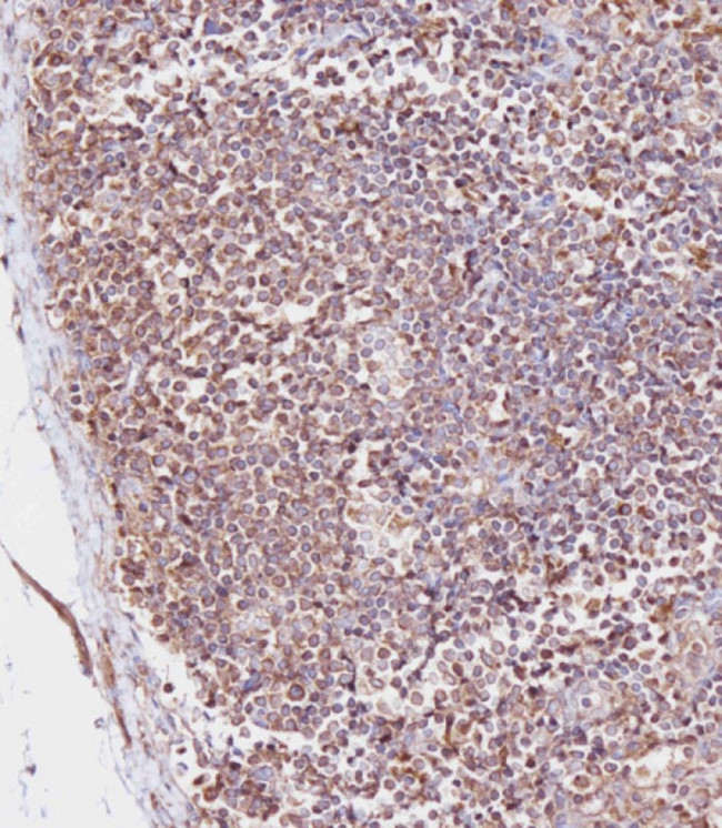CD163L1 Antibody in Immunohistochemistry (Paraffin) (IHC (P))