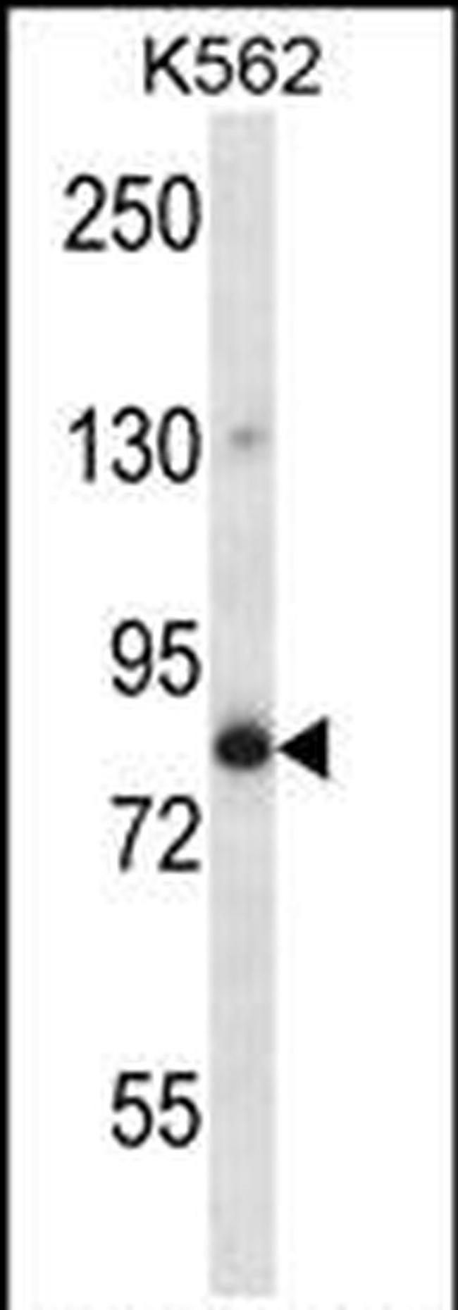 GOLGA5 Antibody in Western Blot (WB)