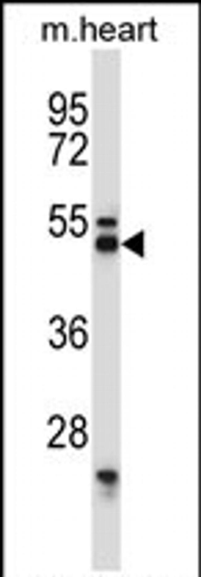 Synaptotagmin 7 Antibody in Western Blot (WB)