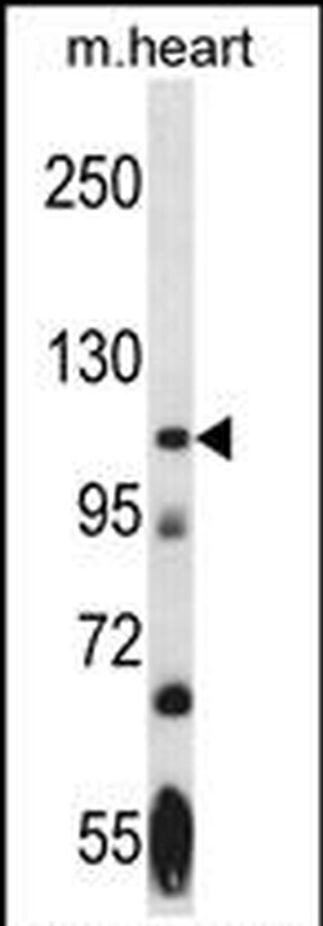 NEK9 Antibody in Western Blot (WB)