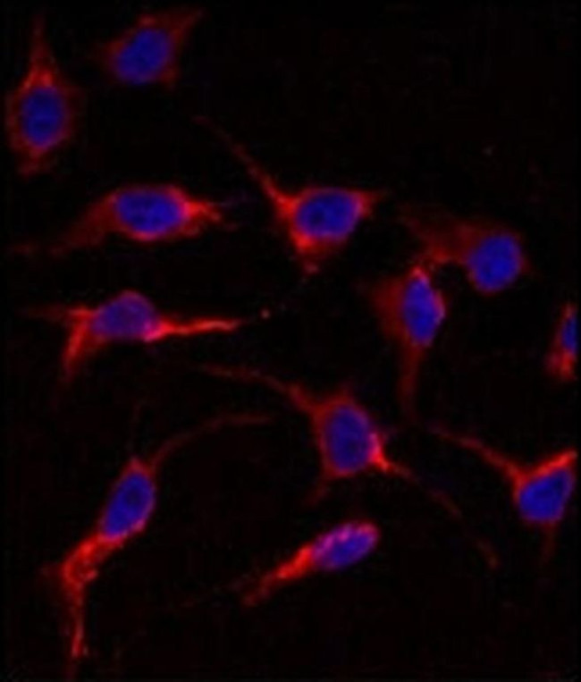 ERAS Antibody in Immunocytochemistry (ICC/IF)
