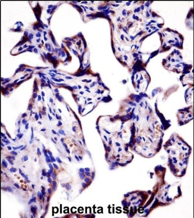 KV1.2 (KCNA2) Antibody in Immunohistochemistry (IHC)