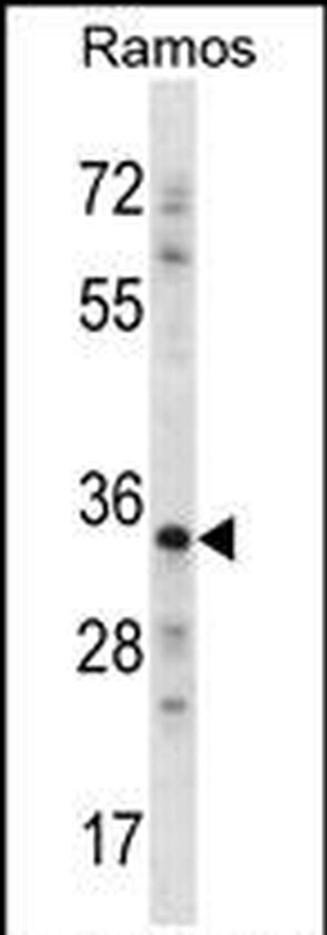 Necdin Antibody in Western Blot (WB)