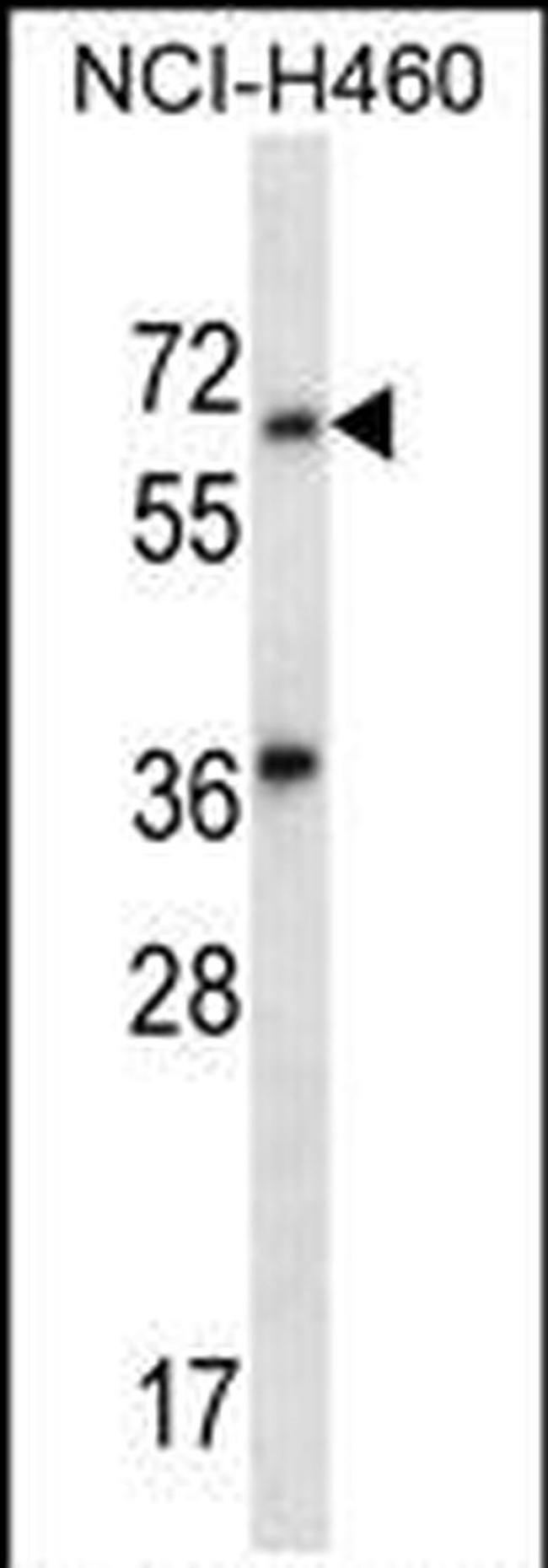 LINGO3 Antibody in Western Blot (WB)