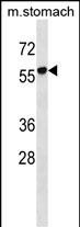 RUNDC1 Antibody in Western Blot (WB)