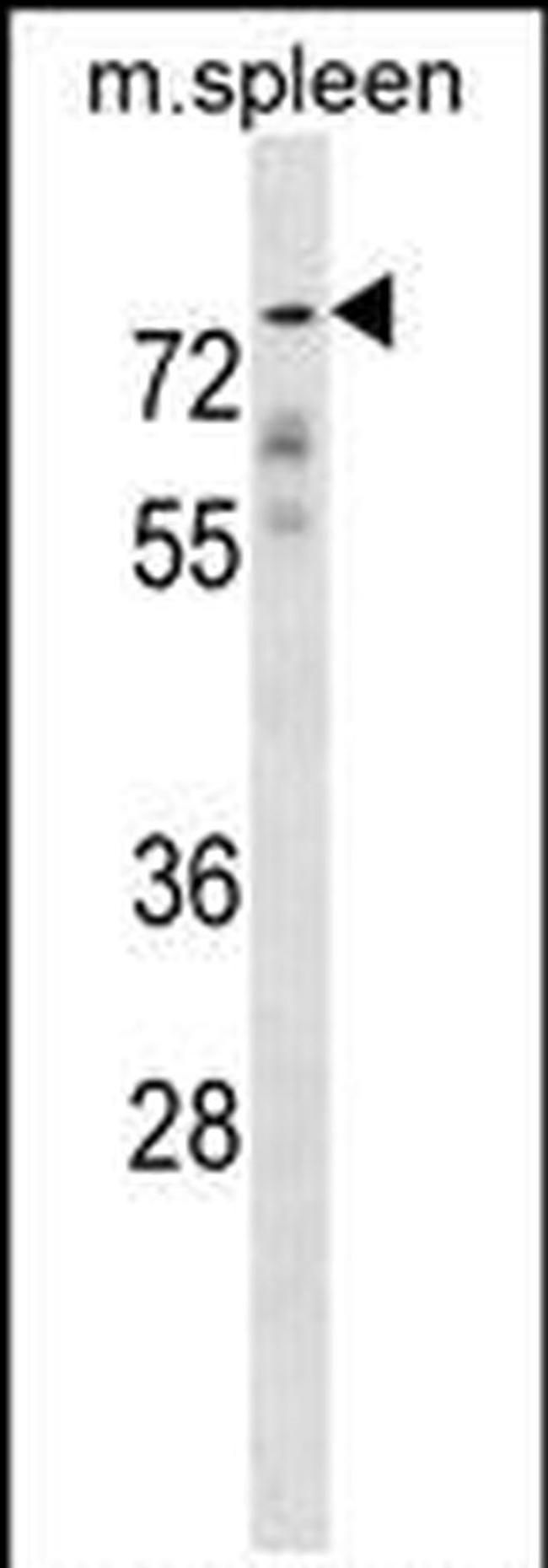 Glypican 2 Antibody in Western Blot (WB)