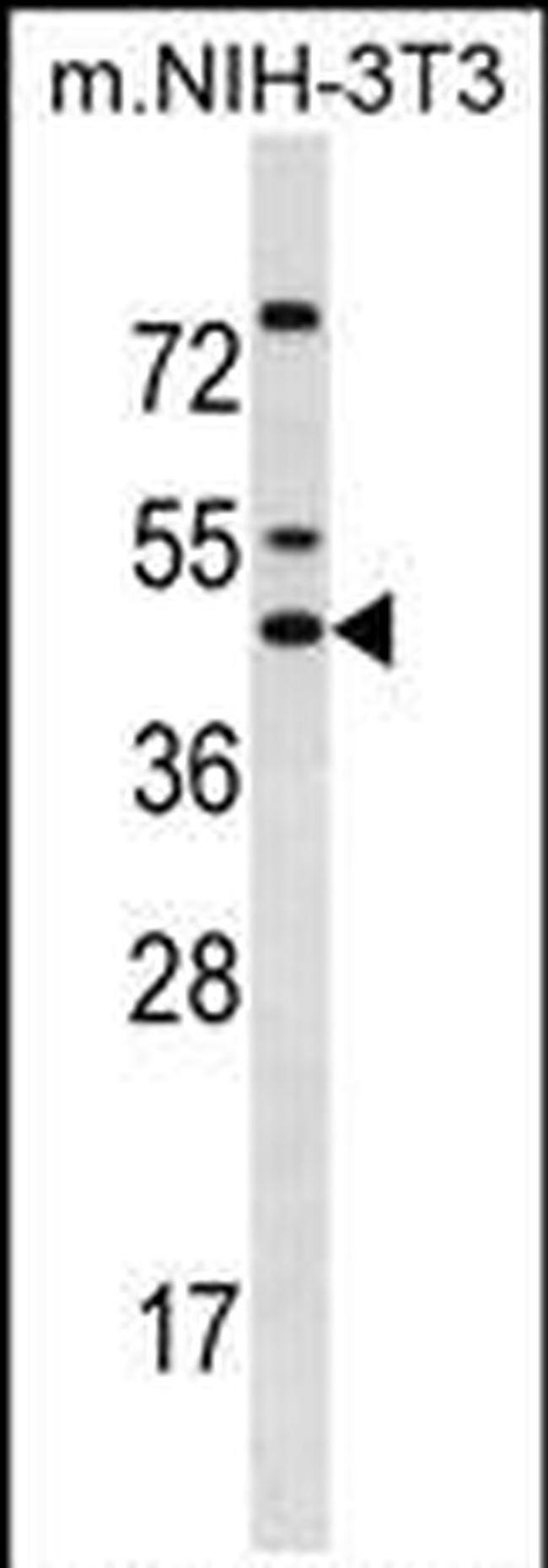 IRX5 Antibody in Western Blot (WB)