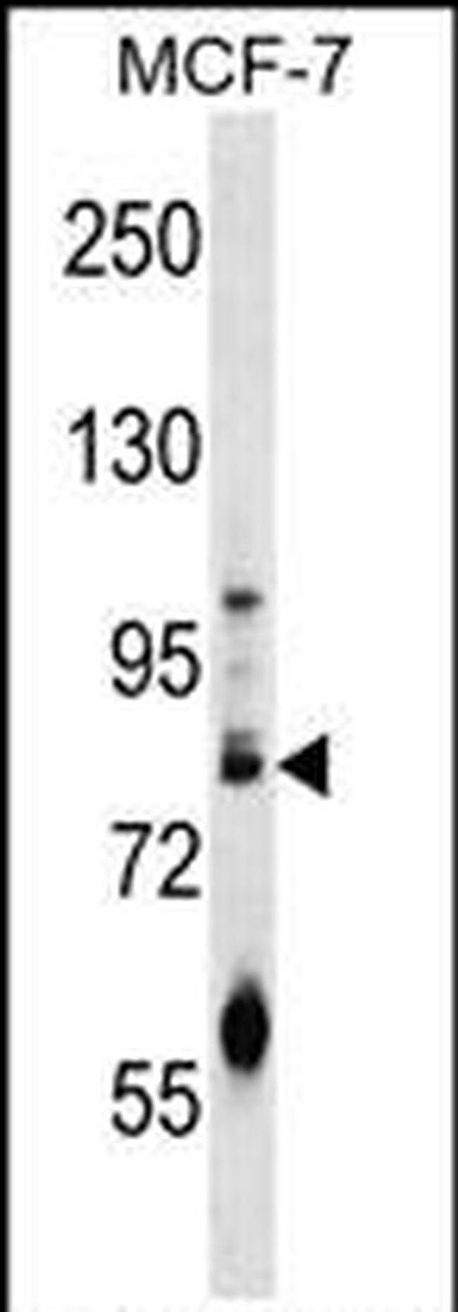 ACRC Antibody in Western Blot (WB)