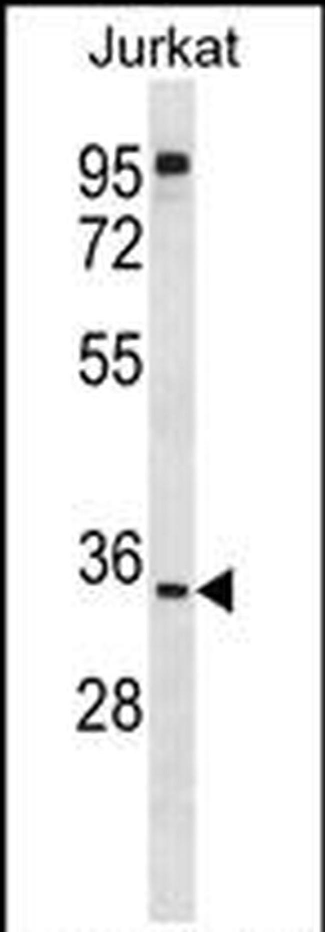 UBXN8 Antibody in Western Blot (WB)