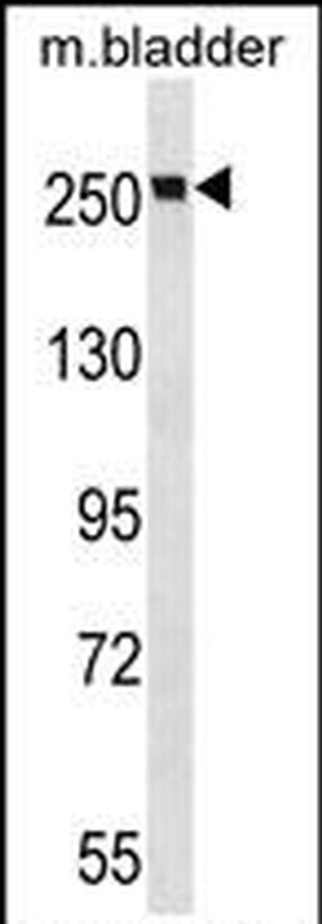 MYH9 Antibody in Western Blot (WB)