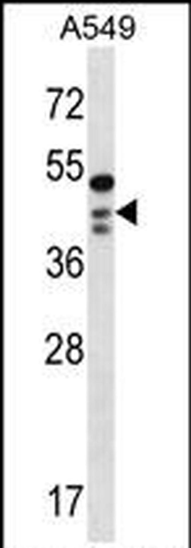 OBFC1 Antibody in Western Blot (WB)