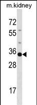 POU5F2 Antibody in Western Blot (WB)