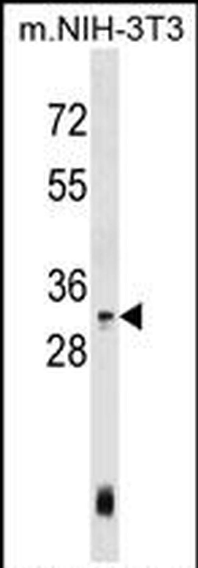HOXC4 Antibody in Western Blot (WB)
