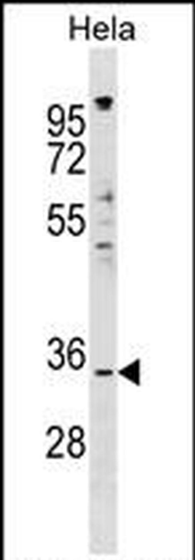IMPACT Antibody in Western Blot (WB)