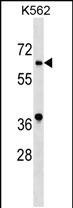 ASB10 Antibody in Western Blot (WB)