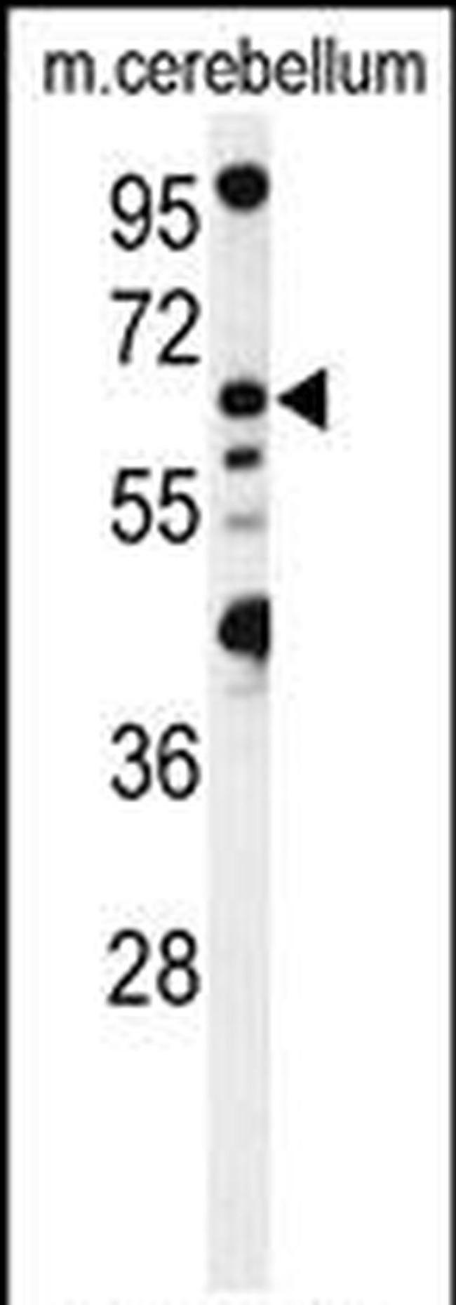 MON1B Antibody in Western Blot (WB)