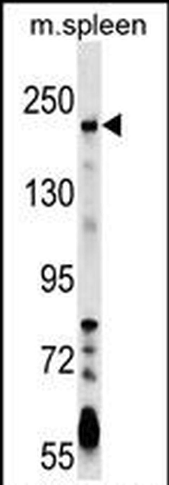 Neogenin Antibody in Western Blot (WB)