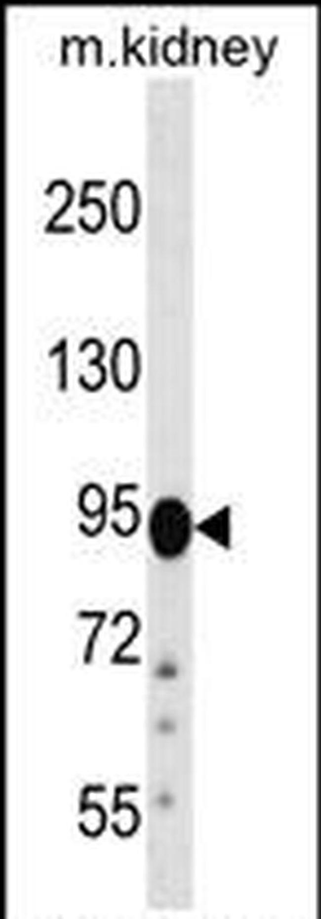 FIG4 Antibody in Western Blot (WB)